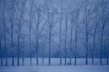 winter landscape trees covered with hoarfrost