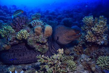 moray eel under water, nature photo wild snake predator marine in the ocean