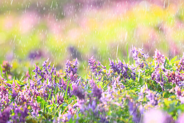 Naklejka premium spring wild flowers rain drops abstract background