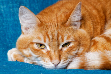 Closeup portrait of ginger cat on blue textile background.  Shallow focus.