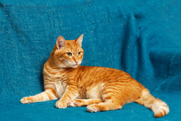 Portrait of ginger cat on blue textile background. Copyspace.
