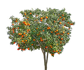 Orange tree on white background