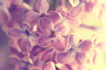 Fototapeta na wymiar background pink flowers lilac, spring season romantic