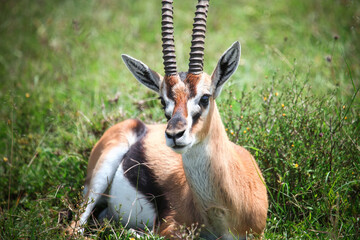 Thomson's gazelle