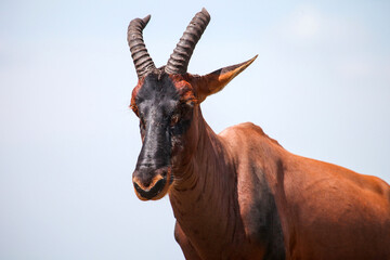 Antelope topi