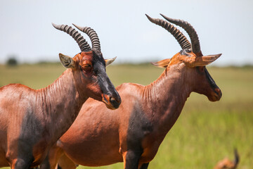 Antelopes topi