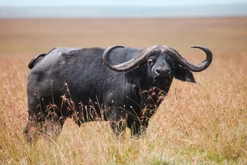 Cercles muraux Buffle African buffalo