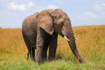 Naklejka na ściany i meble African bush elephant
