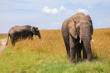 Obraz premium African bush elephant