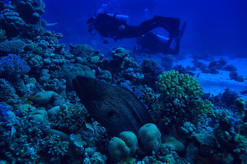Naklejka na ściany i meble moray eel under water, nature photo wild snake predator marine in the ocean