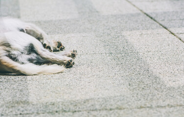 Hund / Straßenrand