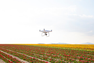 White drone over the field of flowering rape