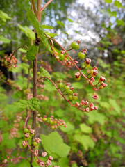 Berry ovary on red currant bushes in spring garden    