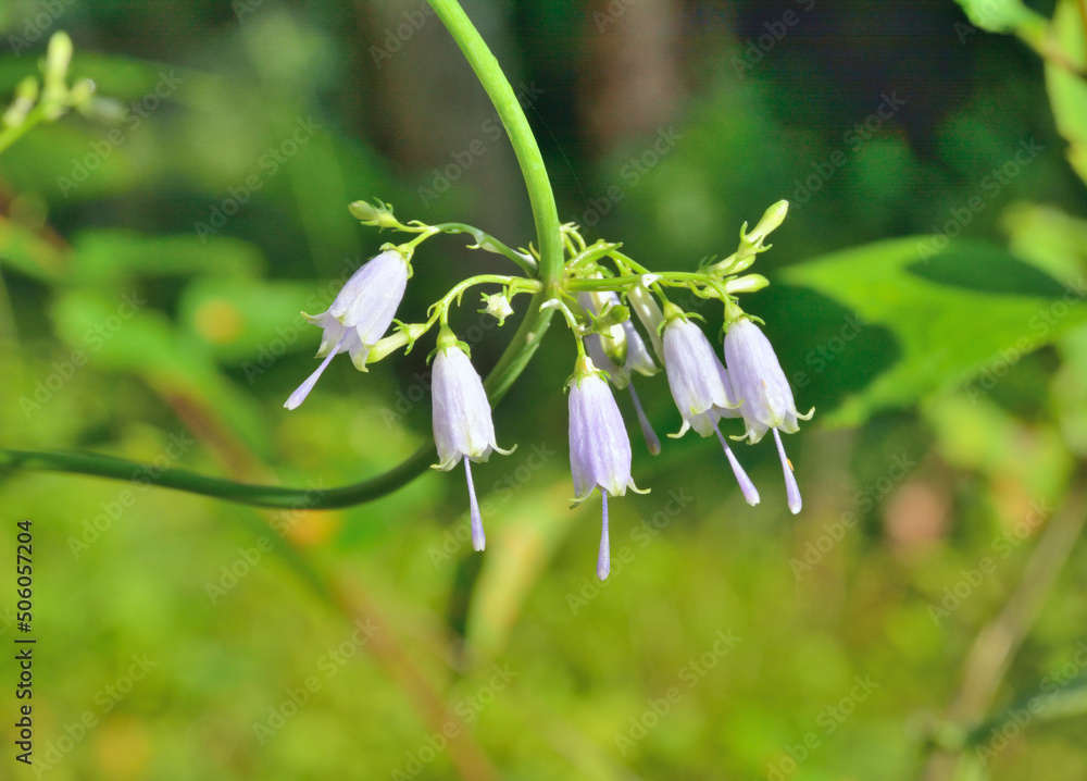 Sticker bellflower (adenophora verticillata)