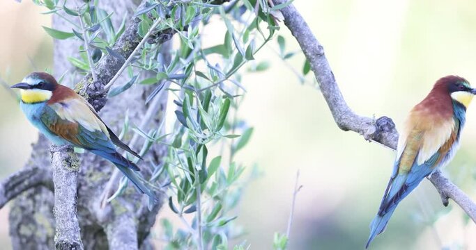 The bee-eaters, merops apiaster  on an olive tree