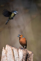 Wonderful colorful image of Chaffinch bird Fringilla Coelebs in woodland landscape scene