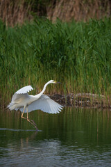 Lovely image of beautiful graceful Great White Egret Ardea Alba in flight over Somerset Levels wetlands during Spring sunshine