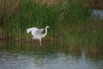 Lovely image of beautiful graceful Great White Egret Ardea Alba in flight over Somerset Levels wetlands during Spring sunshine