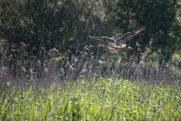 Beautiful image of Grey Heron Ardea Cinerea in flight over Somerset Levels wetlands landscape in Spring