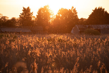Stunning Summer vibes landscape of sunset over reed beds in Somerset Levels wetlands with pollen...
