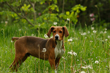 Young dog in the garden