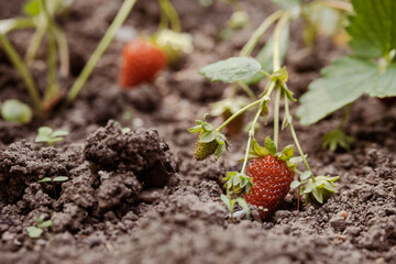 wild strawberry plant