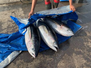 a man covers a tuna fish with a tarpaulin in a market