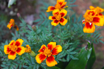 Obraz na płótnie Canvas Beautiful Marigold Flowers in the Garden