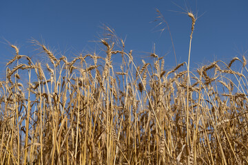 Golden wheat field before harvest