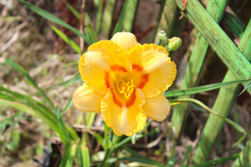 Fototapeta premium Orange Daylily Flower (Hemerocallis spp.). Top View Flower