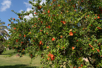 Pomegranate tree in orange blossom