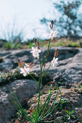 Flor en piedra