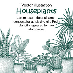 Vector illustration of houseplants in engraving style. Graphic linear dracaena, lobivia cactus, sansevieria, ficus, scindapsus, prickly pear cactus