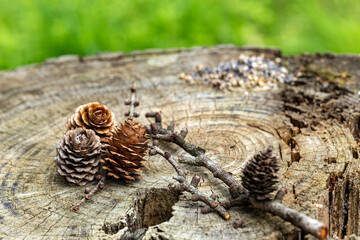 Landscape of forest larch cone and stumps. © billyfam