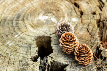Landscape of forest larch cone and stumps.