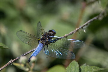 libellule bleue