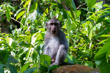 Crab-eating macaques (Macaca fascicularis lat.) at Monkey Forest in Ubud. Bali, Indonesia.
