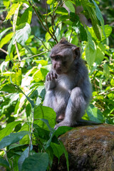 Naklejka na ściany i meble Crab-eating macaques (Macaca fascicularis lat.) at Monkey Forest in Ubud. Bali, Indonesia.
