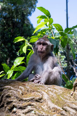 Crab-eating macaques (Macaca fascicularis lat.) at Monkey Forest in Ubud. Bali, Indonesia.