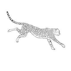 Cheetah on white background. Vector .