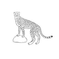 Cheetah on white background. Vector .