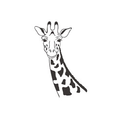 Giraffe on white background. Vector . © vectorgirl