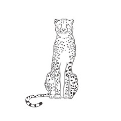 Cheetah on white background. Vector .