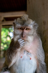 Crab-eating macaques (Macaca fascicularis lat.) at Monkey Forest in Ubud. Bali, Indonesia.