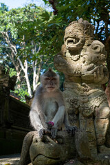 Crab-eating macaques (Macaca fascicularis lat.) at Monkey Forest in Ubud. Bali, Indonesia.