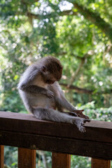 Crab-eating macaques (Macaca fascicularis lat.) at Monkey Forest in Ubud. Bali, Indonesia.