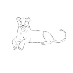 Lioness on white background. Vector .