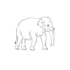 Line Art Elephant on white background. Vector .