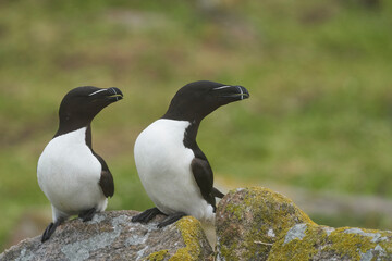 Pair of Razorbill (Alca torda) on a cliff on Great Saltee Island off the coast of Ireland.