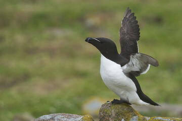Razorbill (Alca torda) on a cliff on Great Saltee Island off the coast of Ireland.